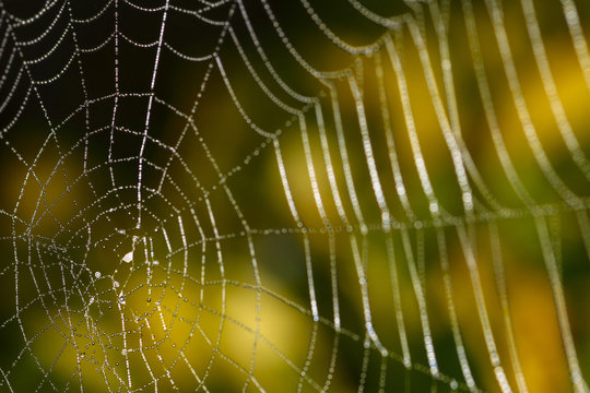 Close up of a spiders web