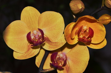 orchids