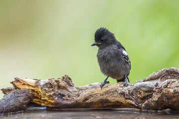 Southern black Tit in Mapungubwe National park, South Africa