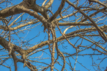 Sunlight on the tree