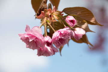 Kirschblüte Sakura