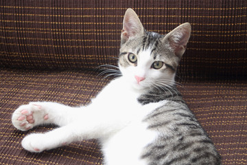 Tabby kitten lying down