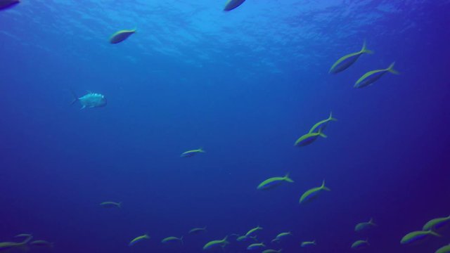 Sardines fish in ocean