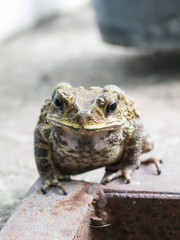 close-up toad on blured background.