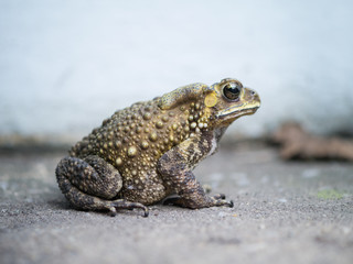 close-up toad on blured background.