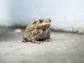 close-up toad on blured background.