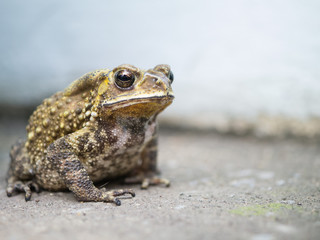 close-up toad on blured background.