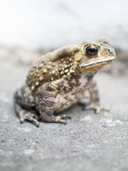 close-up toad on blured background.