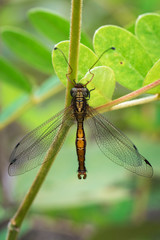 Image of an owlfly or Ascalaphus sinister(Neuroptera) on a green leaf. Insect. Animal