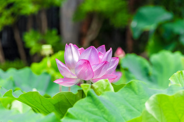 Obraz premium The Lotus Flower.Background is the lotus leaf and lotus bud and tree.Shooting location is Yokohama, Kanagawa Prefecture Japan.