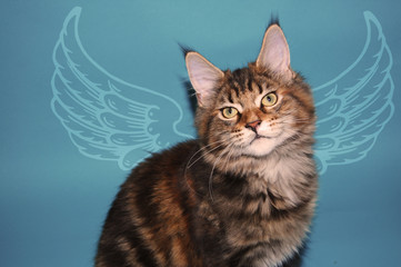 kitten, angel