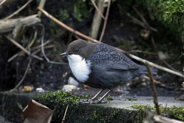 White-throated dipper (Cinclus cinclus)