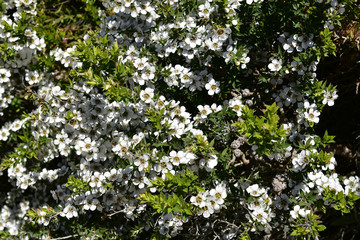 Fototapeta na wymiar Australia, Botany, Tea Tree