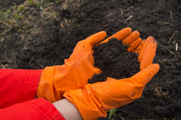 hands, who wears orange rubber gloves with the soil background