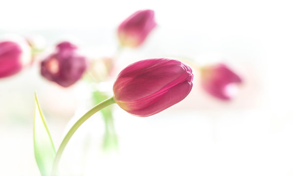 Tulpen purpur, Leinwand, Bild, Poster 