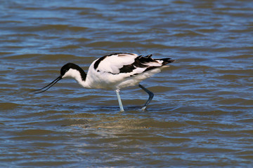 A view of an Avocet