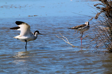A view of an Avocet
