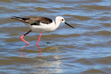 A view of a Black Winged Stilt