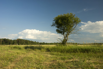 Obraz na płótnie Canvas Single tree on a meadow against the sky