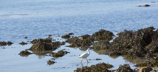 Mademoiselle l'aigrette garzette
