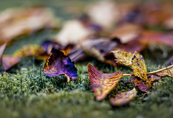 Brightly coloured autumn  leaves on the ground in a garden