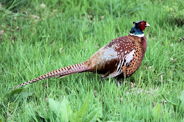 A view of a Pheasant at Leighton Moss Nature Reserve