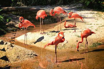 Group of Red Greater Famingos at the water