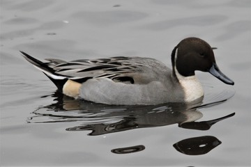 A view of a Pintail Duck on the Water