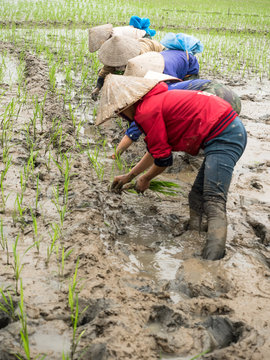 Adult’s Vietnamese woman’s in traditional dress and a conical hat in the mud to prepare plantation planting rice