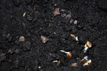 grain, sprouts, shoots, wheat, organic, food, field, green, fresh, germinate, earth, agriculture