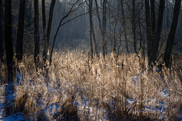 Puszcza Knyszyńska © podlaski49