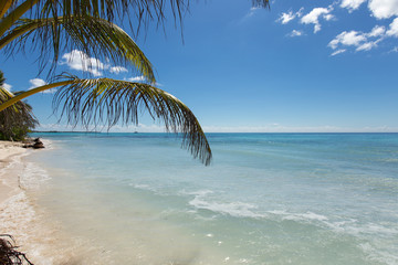 Fototapeta na wymiar Palm leaves on white sand on a background turquoise seascape