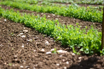 Le piantine rigogliose 