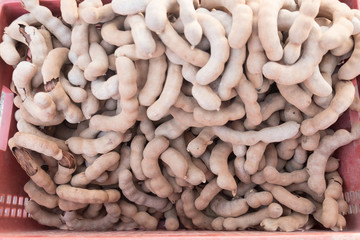 Tamarind - Sweet as fruits as famous in Thailand.