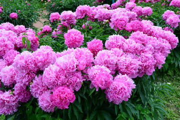 Fototapeta premium Many big pink blooming peonies in the garden 