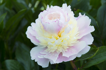 Sunny big peony in the garden 