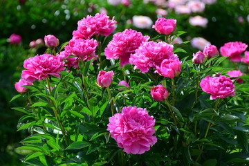 Many pink sunny blooming peonies in the garden 