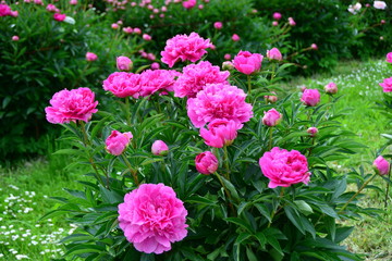 Pink blooming peonies in the garden 
