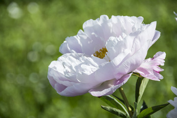 Blooming peony in the garden