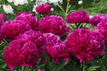 Many bright pink peony flowers 