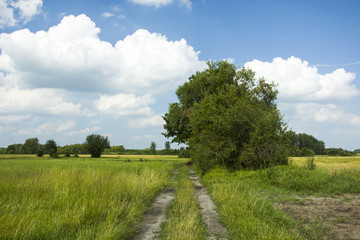 Fototapeta na wymiar Country road, meadow and trees
