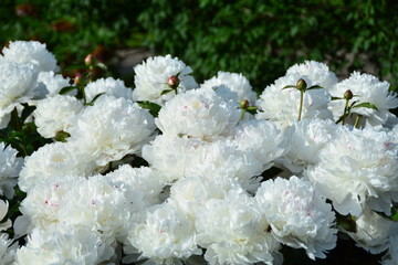 Many sunny white peony flowers 