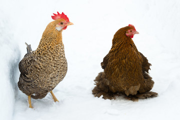 Two hens outside in the snow