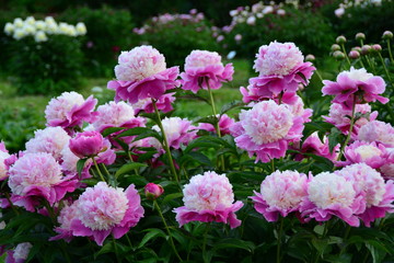 Many beautiful fresh pink peony flowers on the green background
