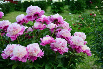Beautiful fresh pink peony flowers on the green background