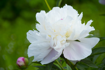 Beautiful fresh white peony flower on the green background