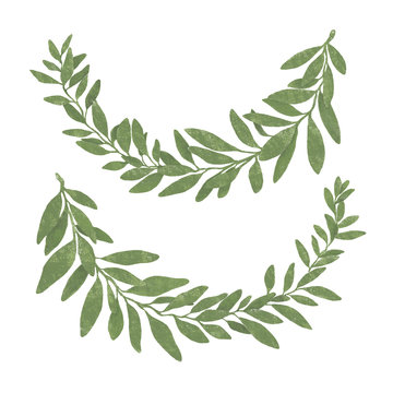 Hand drawn bay leaf wreath isolated on white background.Pastel texture.