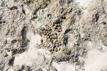 Several snails on stone. Background