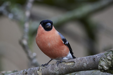 Eurasian bullfinch (Pyrrhula pyrrhula)