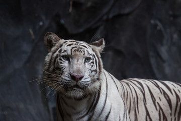 Tiger, tiger's face and eyes, tiger's tongue
